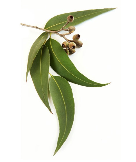 Dindi Pure Essential Oil (Eucalyptus Radiata Australia) 澳洲尤加利純精油 10ml