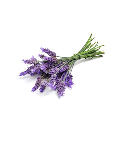 Dindi Pure Essential Oil (Lavender Australia) 澳洲薰衣草純精油 10ml