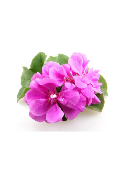 Dindi Pure Essential Oil (Rose Geranium Kenya) 肯尼亞玫瑰天竺葵純精油 10ml
