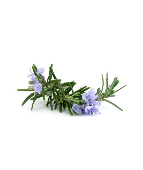 Dindi Pure Essential Oil (Rosemary France) 法國迷迭香純精油 10ml