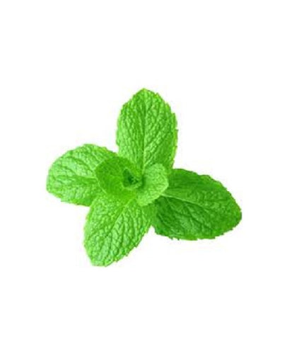 Dindi Pure Essential Oil (Spearmint Australia) 澳洲綠薄荷純精油 10ml